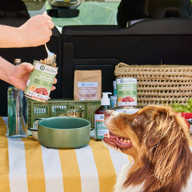 Hund får AniForte hundemad serveret ved bil