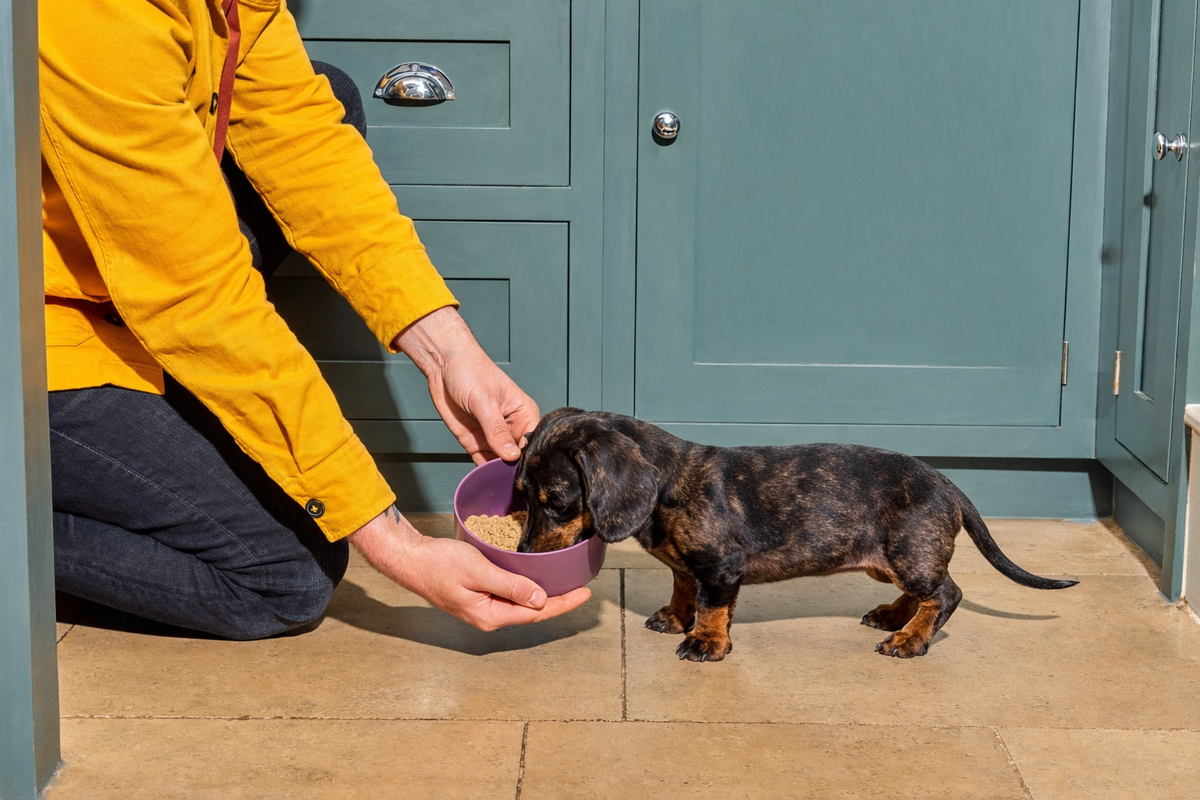 Person in yellow shirt feeds a small brown dachshund puppy from a purple bowl in a kitchen.