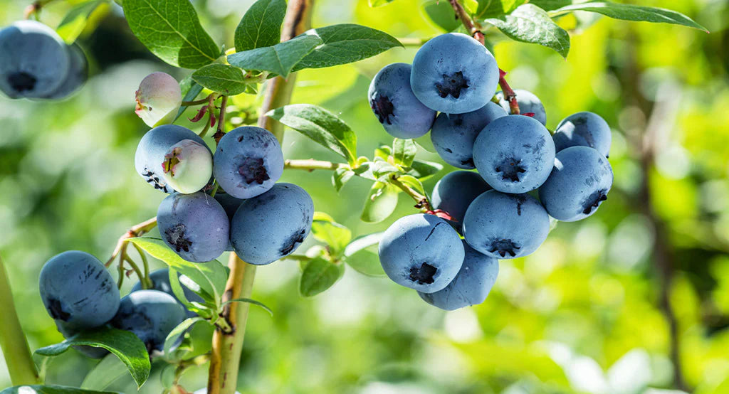 Blåbær