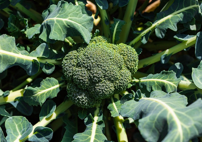 Broccoli