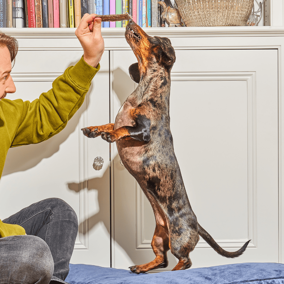 A person in a green sweater holds a treat above a standing dachshund reaching up on its hind legs.